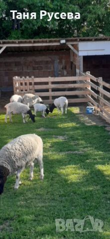 Продавам овце порода Дорпер, снимка 3 - Овце - 45687561