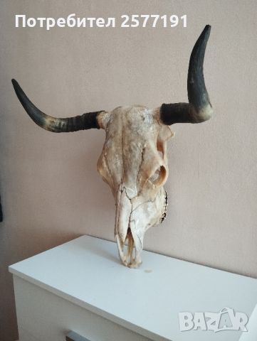 Трофей от бик, снимка 4 - Колекции - 46386968