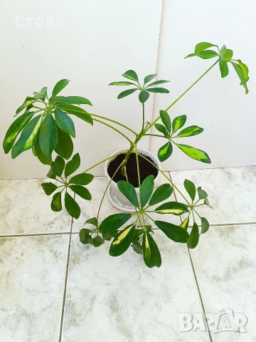 Пасифлора, китайски рози, Индрише , снимка 15 - Стайни растения - 53144264