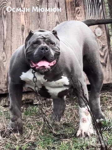American bully XL / Американско були ХЛ, снимка 3 - Други - 53849091