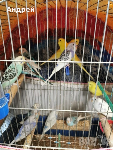 Вълнисти папагали