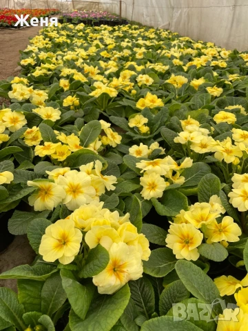 Иглика ( примула ) ТОП ЦЕНА, снимка 15 - Градински цветя и растения - 53356989