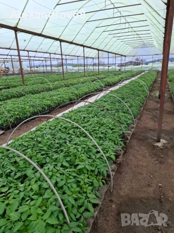 ТОП РАЗСАД на ТОП ЦЕНА от ПРОИЗВОДИТЕЛ, снимка 7 - Разсади - 54137204