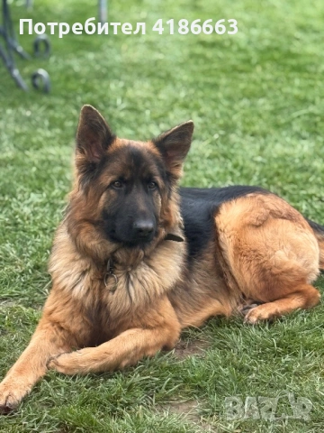 Чистокръвна немска овчарка, снимка 8 - Немска овчарка - 53094576