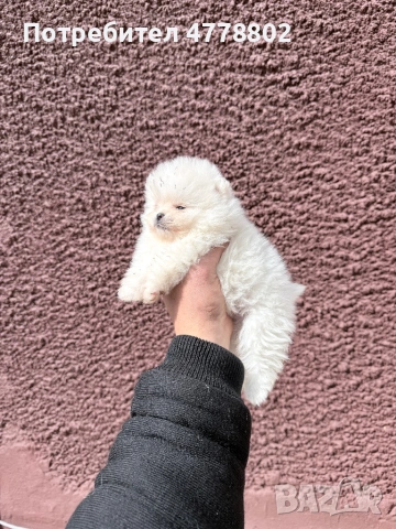 Топ мини померанчета , снимка 6 - Померан - 53990081