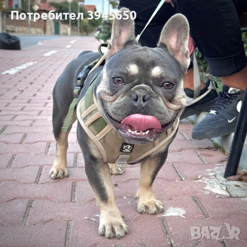 Мъжки френски булдог , снимка 2 - Френски булдог - 52656792