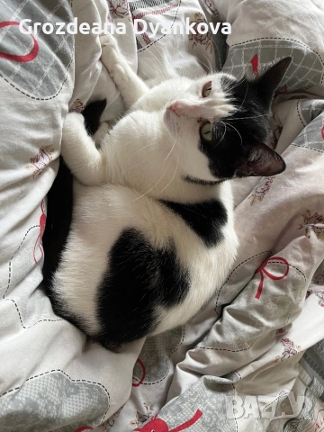 Домашно коте