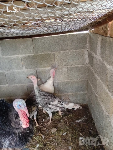 Продавам селски Пуйки , снимка 3 - Кокошки и пуйки - 51418126
