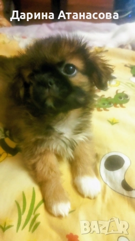 Мини пекинези!, снимка 1