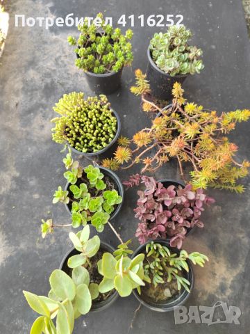 8бр растения за алпинеуми и слънчеви градини , снимка 1 - Градински цветя и растения - 46008839