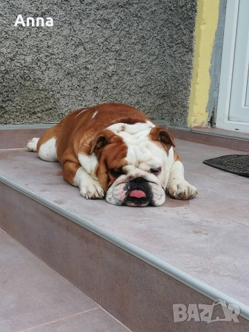 английски мъжки булдог за раэплод, снимка 6 - Английски булдог - 53047924