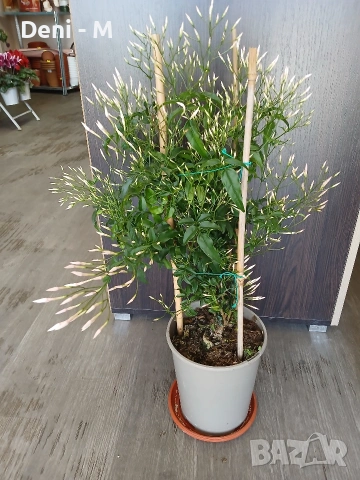 Жасмин 68км.