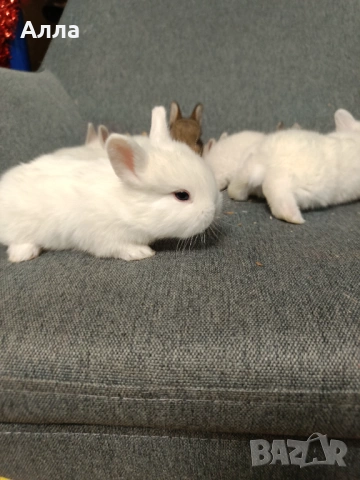 Голландско джуджета , снимка 3 - Декоративни зайчета - 53599293