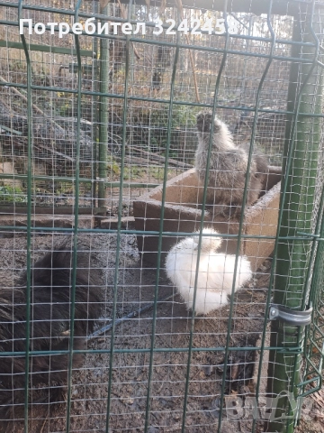 Продавам копринки джинки и фазани , снимка 8 - други­ - 52510607