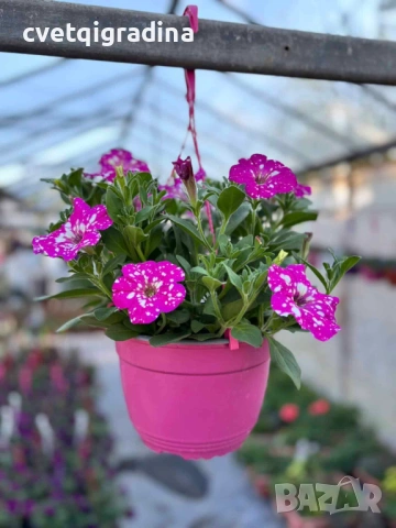 Каскадна Petunia ‘Dolly Dools’ (Каскадна петуния в кошница), снимка 2 - Градински цветя и растения - 53936661