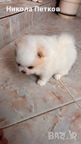 Померан мини , снимка 4 - Померан - 53099625