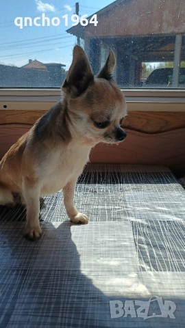 чихуахуа , снимка 10 - Чихуахуа - 52663276