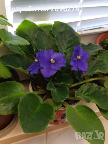  Дифенбахия, Сентполия, снимка 11 - Стайни растения - 46264327