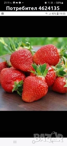 Продавам разсад ягоди, снимка 12 - Сортови семена и луковици - 52068496