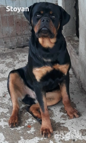 Продавам мъжки ротвайлер , снимка 2 - Ротвайлер - 53676449