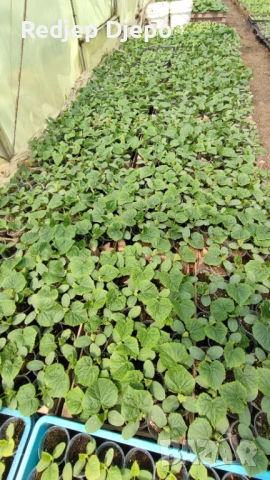 Разсад  Домати и краставици, снимка 6 - Разсади - 54046870