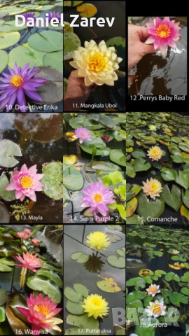 Продавам водни лилии, езерни растения и цветя. Тор за растения., снимка 2 - Градински цветя и растения - 28830827