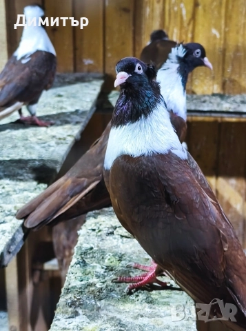 Чифт Чирпански гълъби 