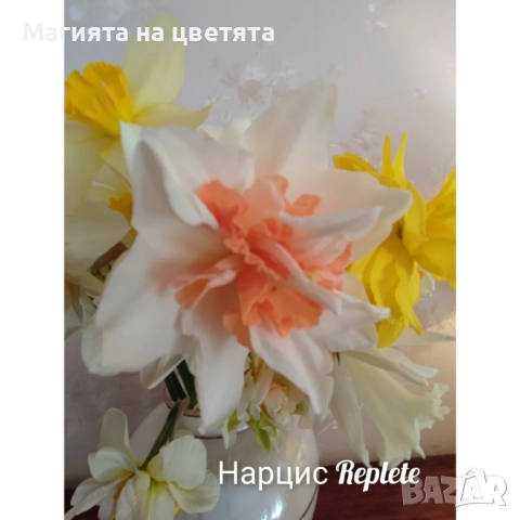 Кичести нарциси 10 сорта, снимка 4 - Градински цветя и растения - 51659641