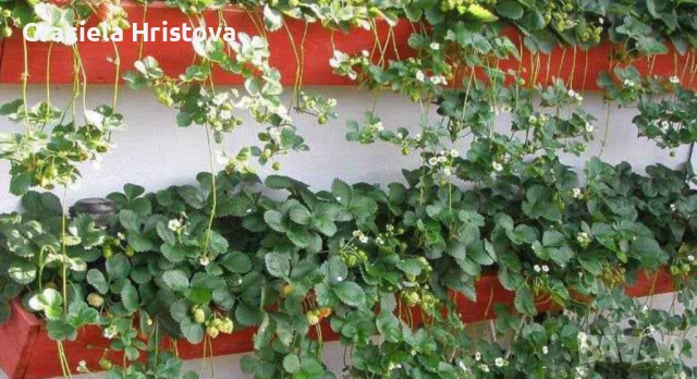 Продавам качествен разсад ягоди , снимка 14 - Градински цветя и растения - 53496428