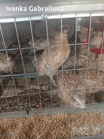 падпадъци и малки петлета, снимка 3 - Кокошки и пуйки - 54212894