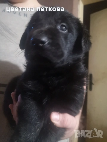 Голдън ретривър и немска овчарка , снимка 2 - Голдън ретривър - 50756973