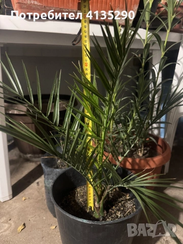 Палми - финикова и трахикарпус, снимка 2 - Градински цветя и растения - 53986087
