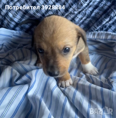 Подарявам кученца, снимка 7 - Други - 52871505