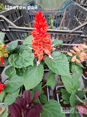 Два вида пламъче, няколко цвята , снимка 16 - Градински цветя и растения - 54282774