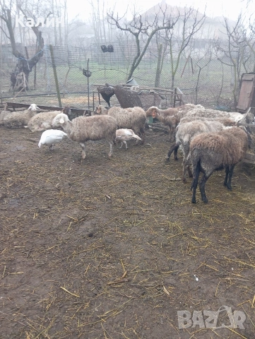 продават се овце , снимка 2 - Овце - 50155920