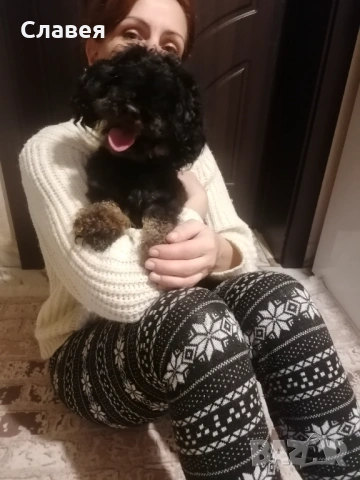 Продавам мини пудел , снимка 3 - Пудели - 53208386