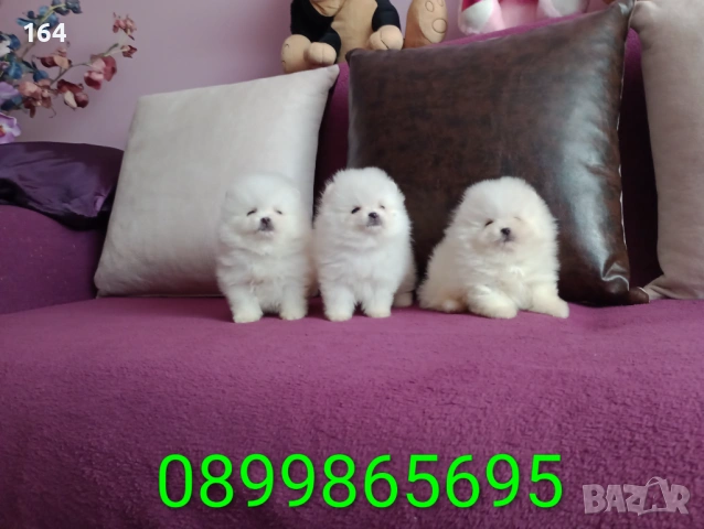 Различни възрасти! Бели мини Померани. Реални снимки !!! , снимка 14 - Померан - 53808282