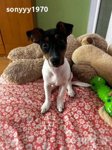 джак ръсел 2712251847, снимка 2 - Джак ръсел териер - 52914484