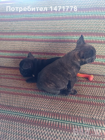 Френски булдог , снимка 3 - Френски булдог - 53188378