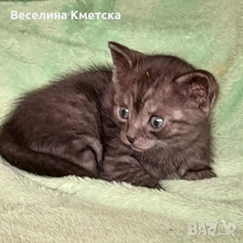 продавам малки котенца , снимка 1