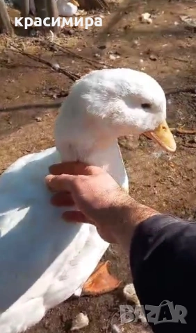 Оплодени яйца за люпене от пекински патици , снимка 2 - Кокошки и пуйки - 53993545