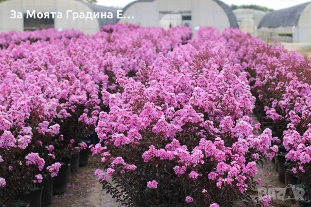 Лагерстремия - Индиански Люлак , снимка 9 - Градински цветя и растения - 53635871