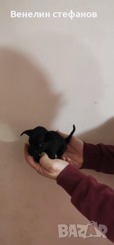 Продават се, снимка 5 - Пинчер - 52618220