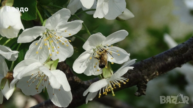 Фотоапарат Sony HX 300, снимка 14 - Фотоапарати - 54239081