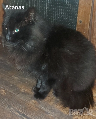 Мъжко коте Шантили-Тифани