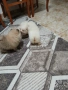 Mini Pomeran, снимка 1