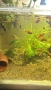 Рибки за аквариум живородни , снимка 17
