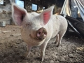 Домашно прасе за клане, снимка 7