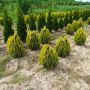 Източната туя Ауреа Нана, Thuja orientalis ‘Aurea Nana’, снимка 5