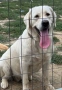 Чистокръвни Лабрадор ретривър мс.ваксини,чип+паспорт, снимка 4